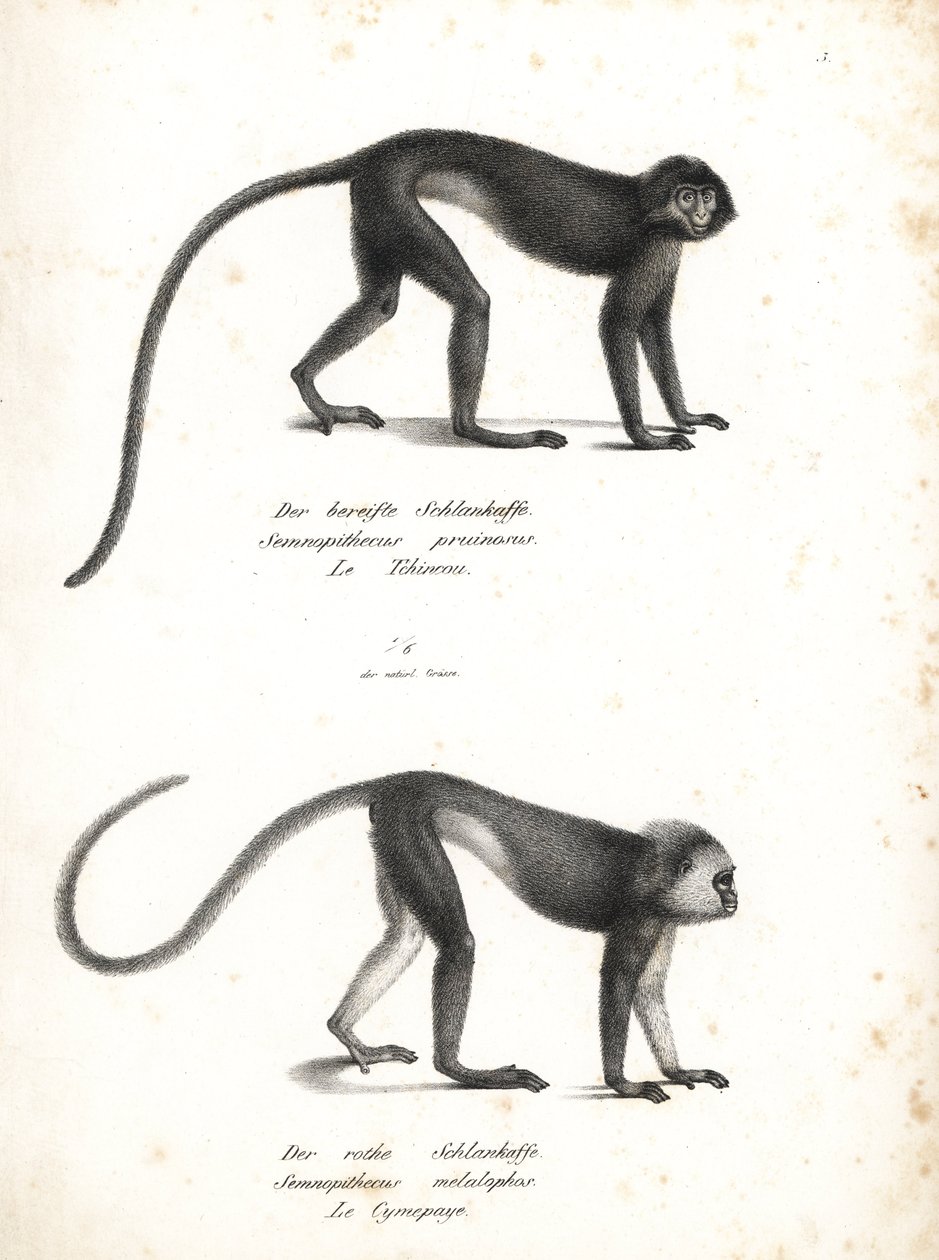 Lutung argenté, Trachypithecus cristatus (Semnopithecus pruinosus) et surili de Sumatra, Presbytis melalophos (Semnopithecus melalophos) en danger. Lithographie par Karl Joseph Brodtmann de l
