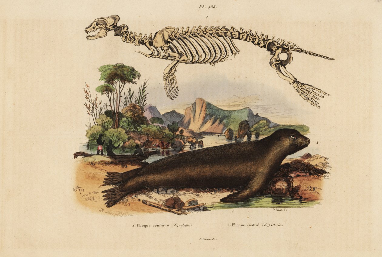 Squelette du phoque commun, Phoca vitulina 1, et lion de mer australien, Neophoca cinerea 2 - Unbekannt