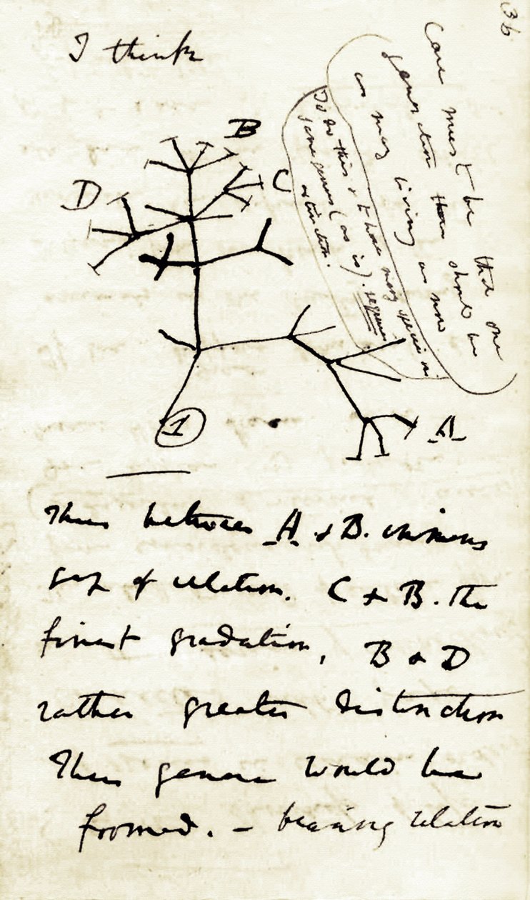 Croquis de Charles Darwin (1809-1882) de son premier carnet « Transmutation des espèces » : c