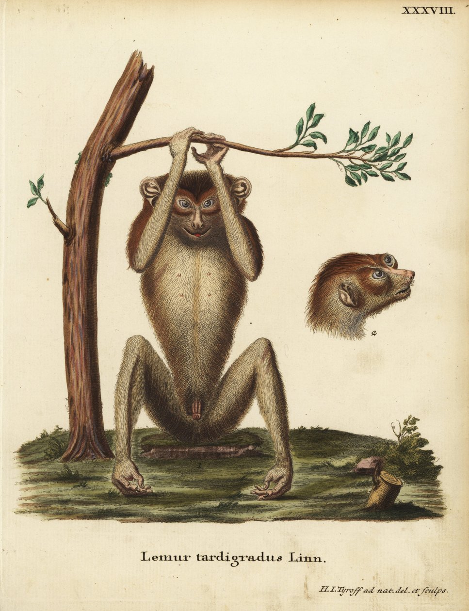 Lémur lent ou loris mince rouge, Loris tardigradus. En danger. Lemur tardigradus Linn. Illustration d