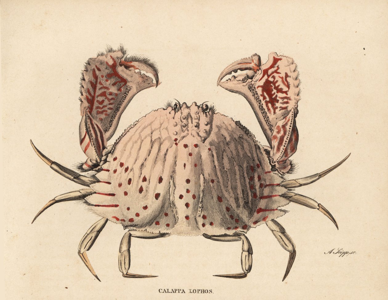 Crabe boîte lisse ou à taches rouges, Calappa calappa. Gravure à l