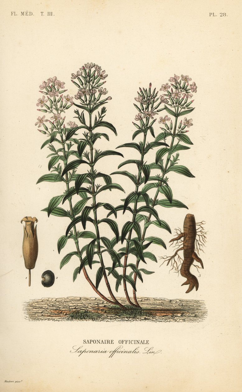Saponaire officinale, Saponaria officinalis - Unbekannt