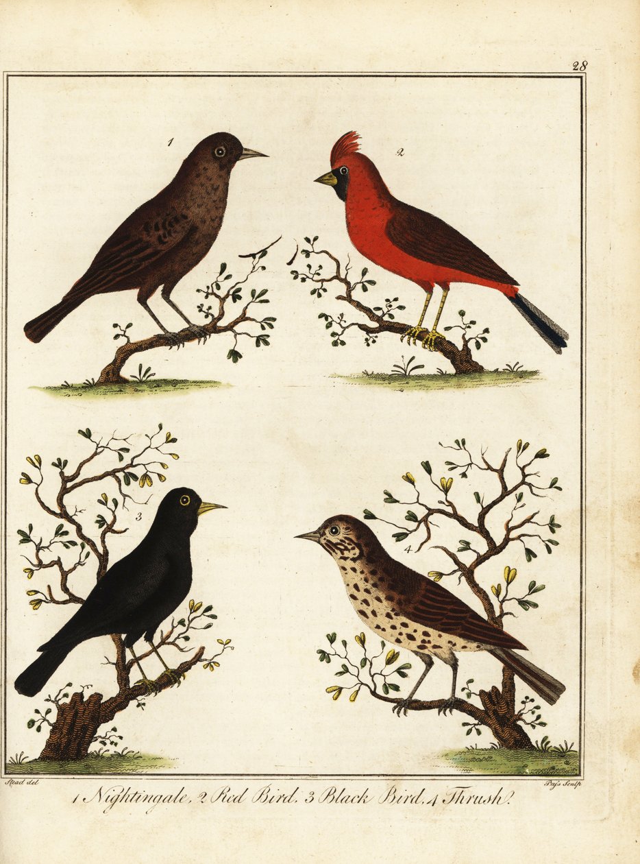 Oiseaux chanteurs : rossignol, oiseau rouge, merle et grive - Unbekannter Künstler