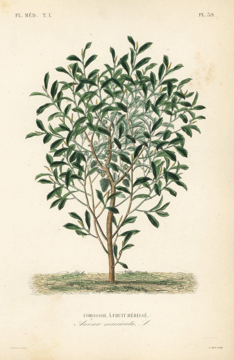 Corossol, Annona muricata - Unbekannt