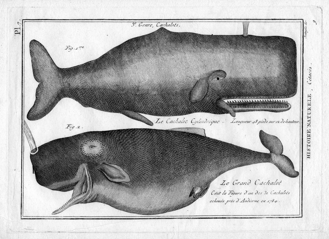 Cachalots dans « Peinture Encyclopédique et Méthodique des trois Règnes de la Nature » par Pierre Joseph Bonnaterre (1762-1804). Paris 1784. - Unbekannter Künstler