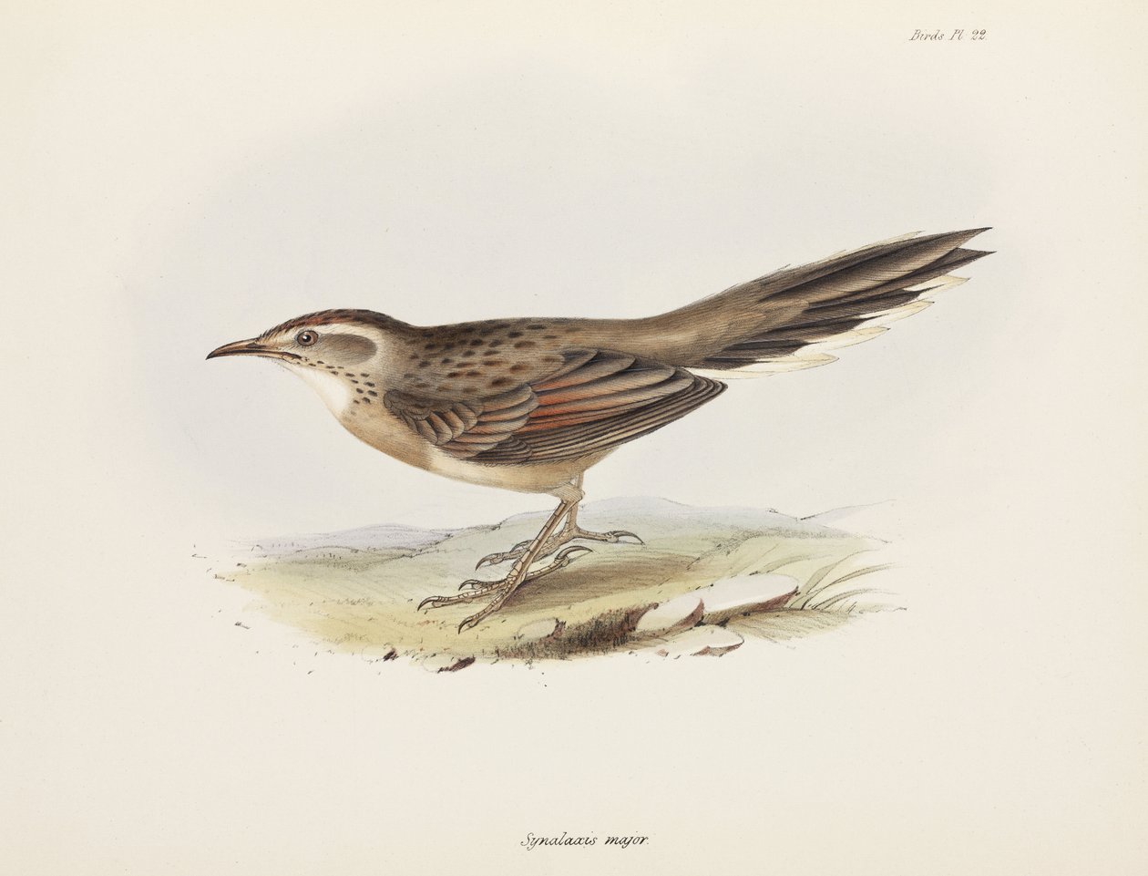 Spinetail, Amérique du Sud, vers 1832-1836 - Unbekannter Künstler
