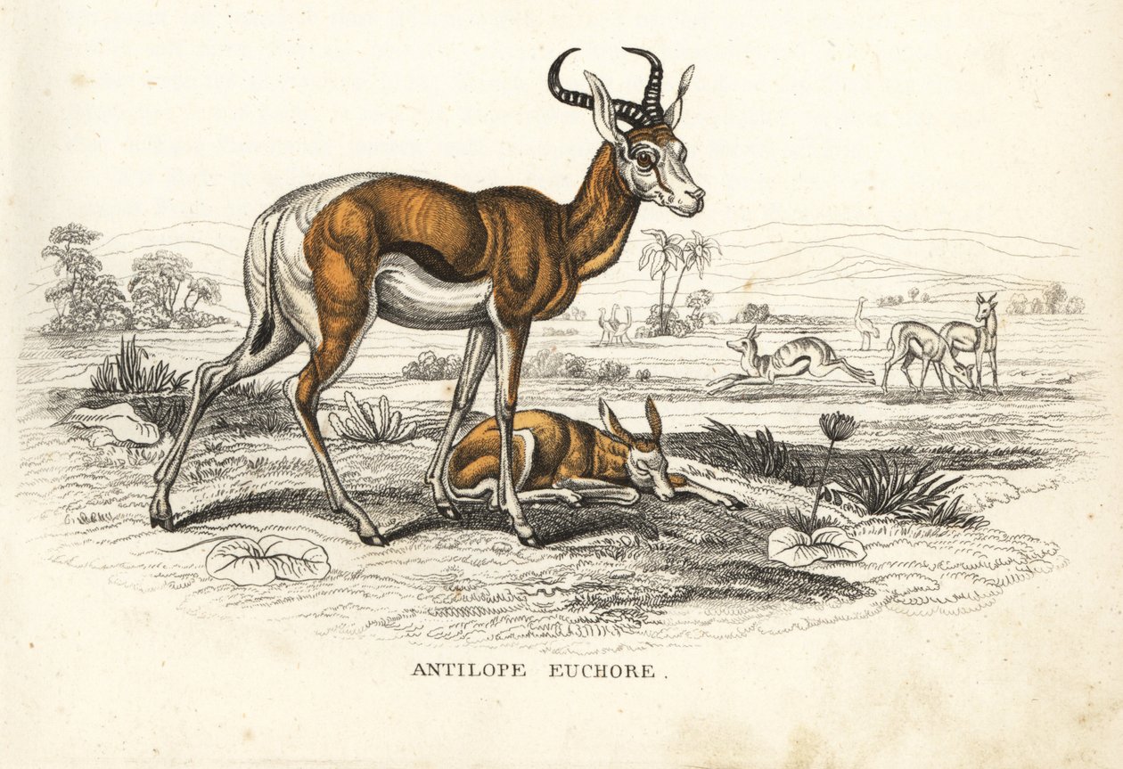 Springbok, Antidorcas marsupialis (Antilope euchore). Lithographie en couleur de la Galerie d