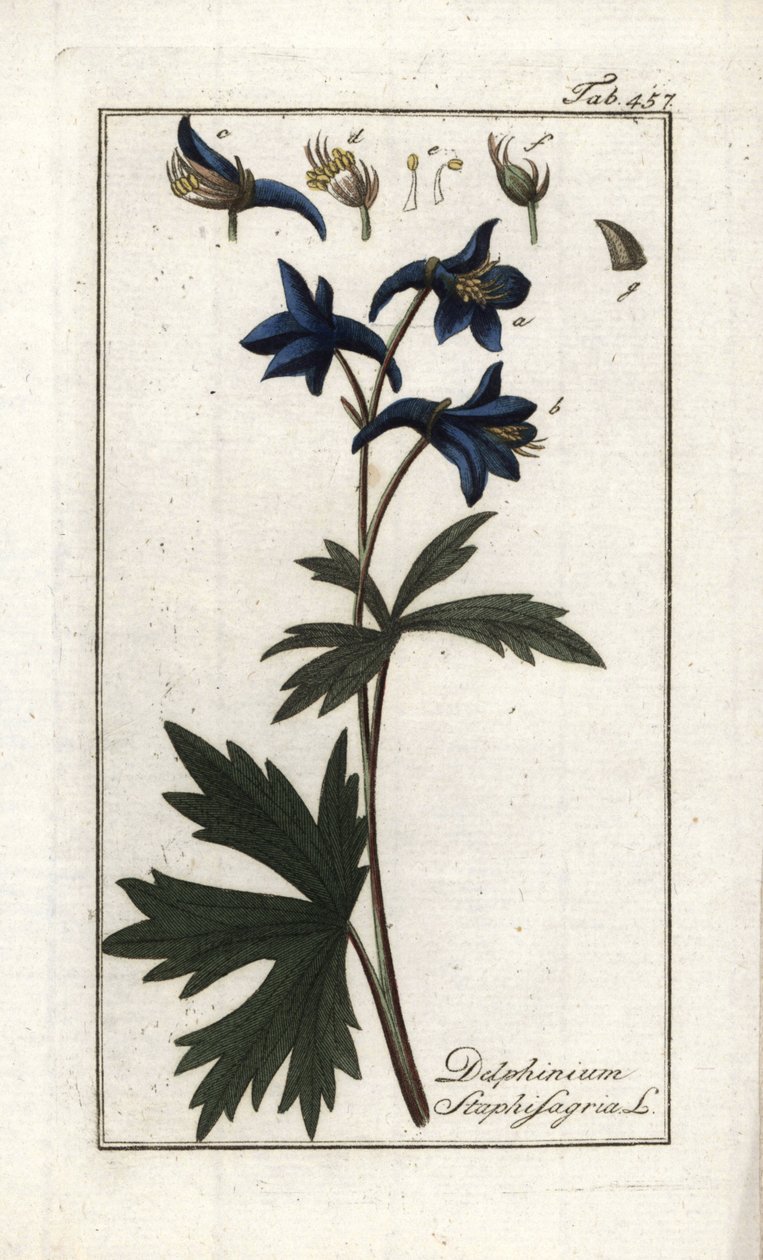 Staphisaigre ou herbe aux poux, herbe à la goutte ou vigne sauvage (Delphinium staphisagria) - Unbekannter Künstler