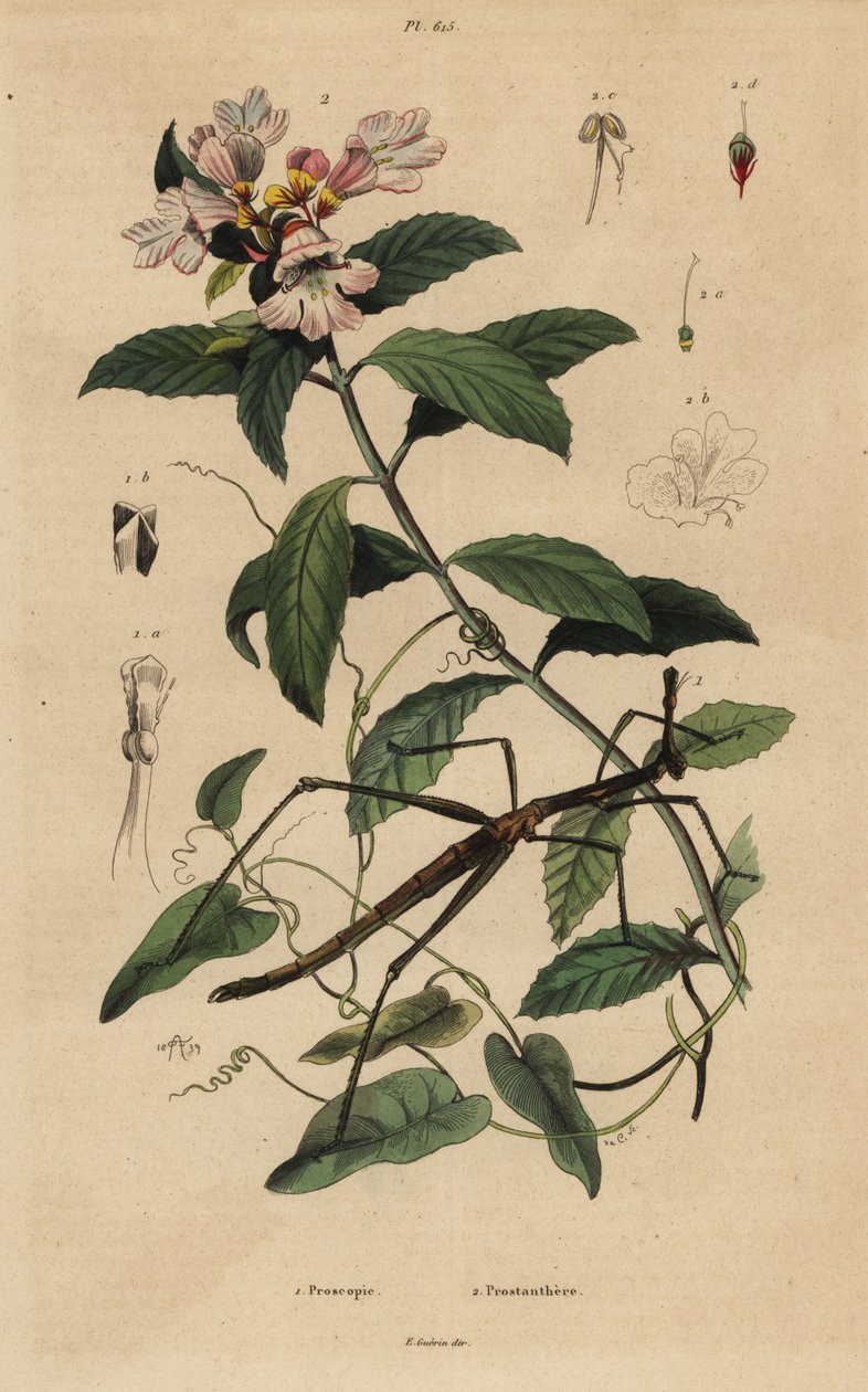 Phasme, Proscopia granulata, et buisson de Noël victorien, Prostanthera lasianthos - Unbekannt