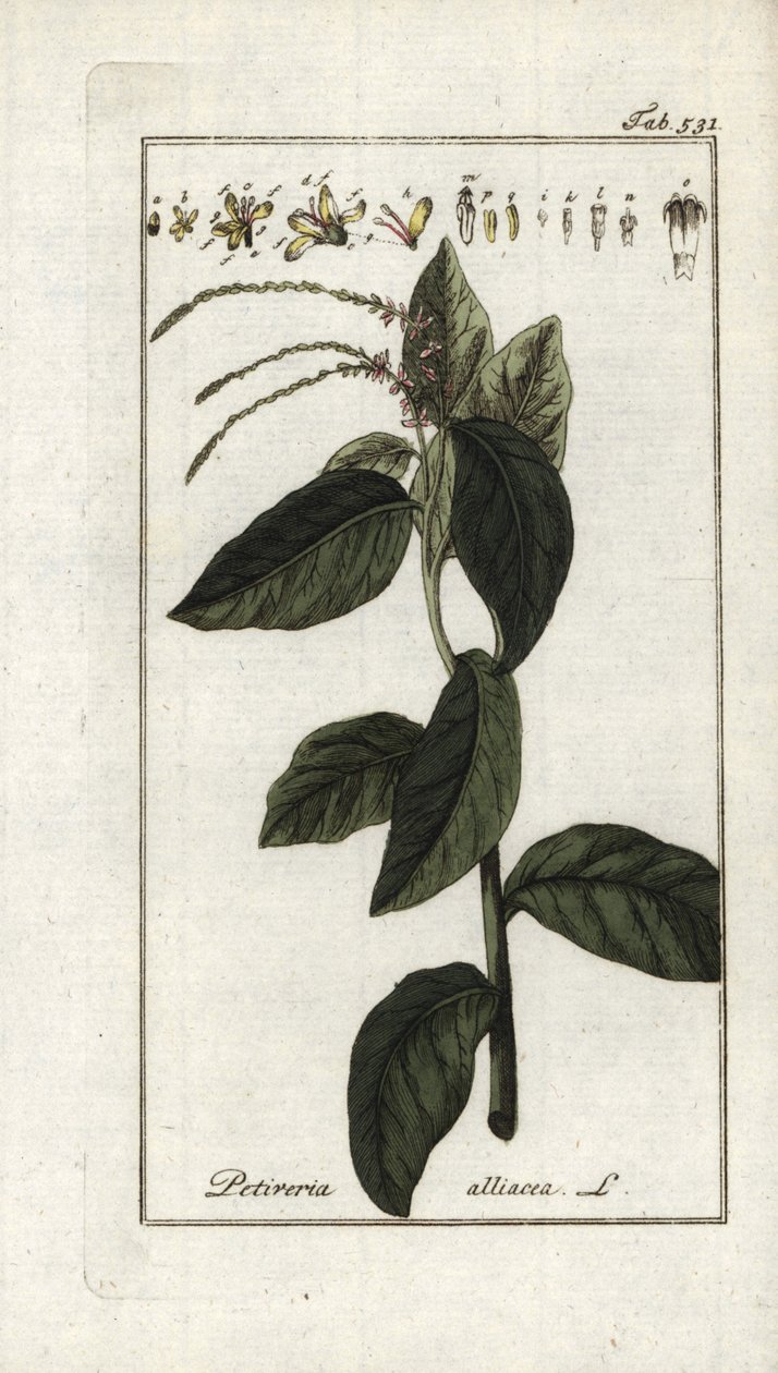 Verveine puante ou liane à ail (Petiveria alliacea) - Unbekannter Künstler