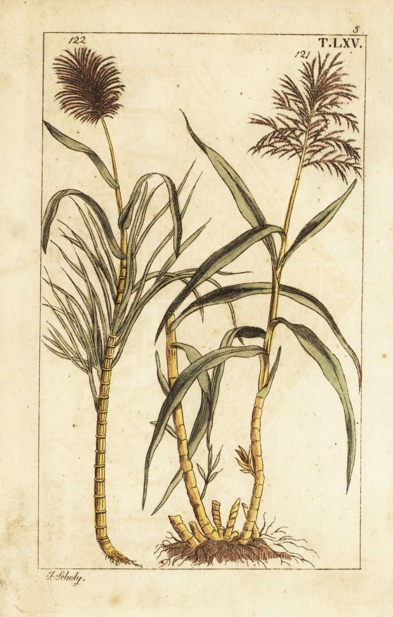 Canne à sucre, Saccharum officinarum - Unbekannter Künstler