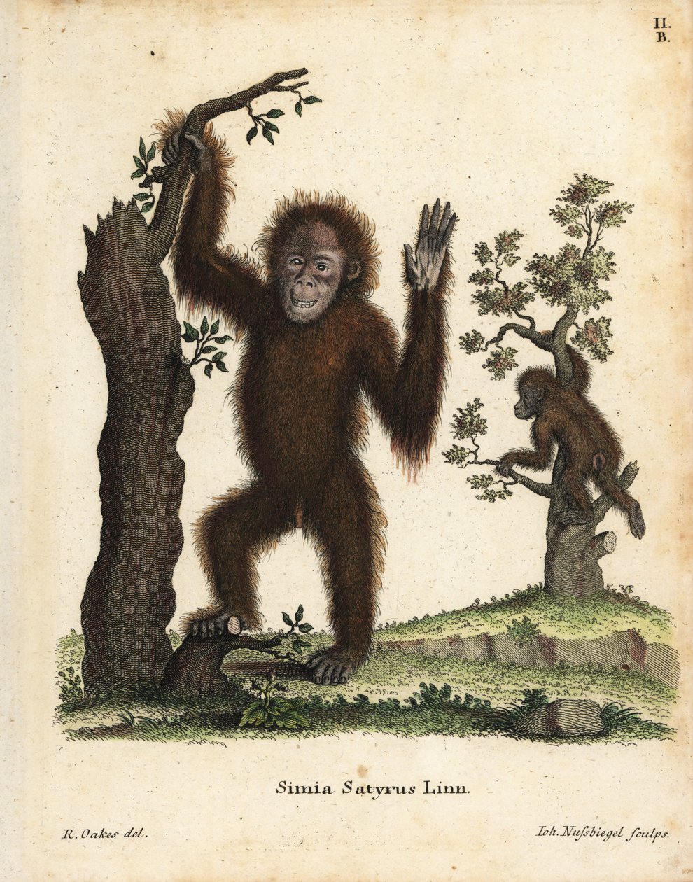 Orang-outan de Sumatra, Pongo abelii - Unbekannter Künstler