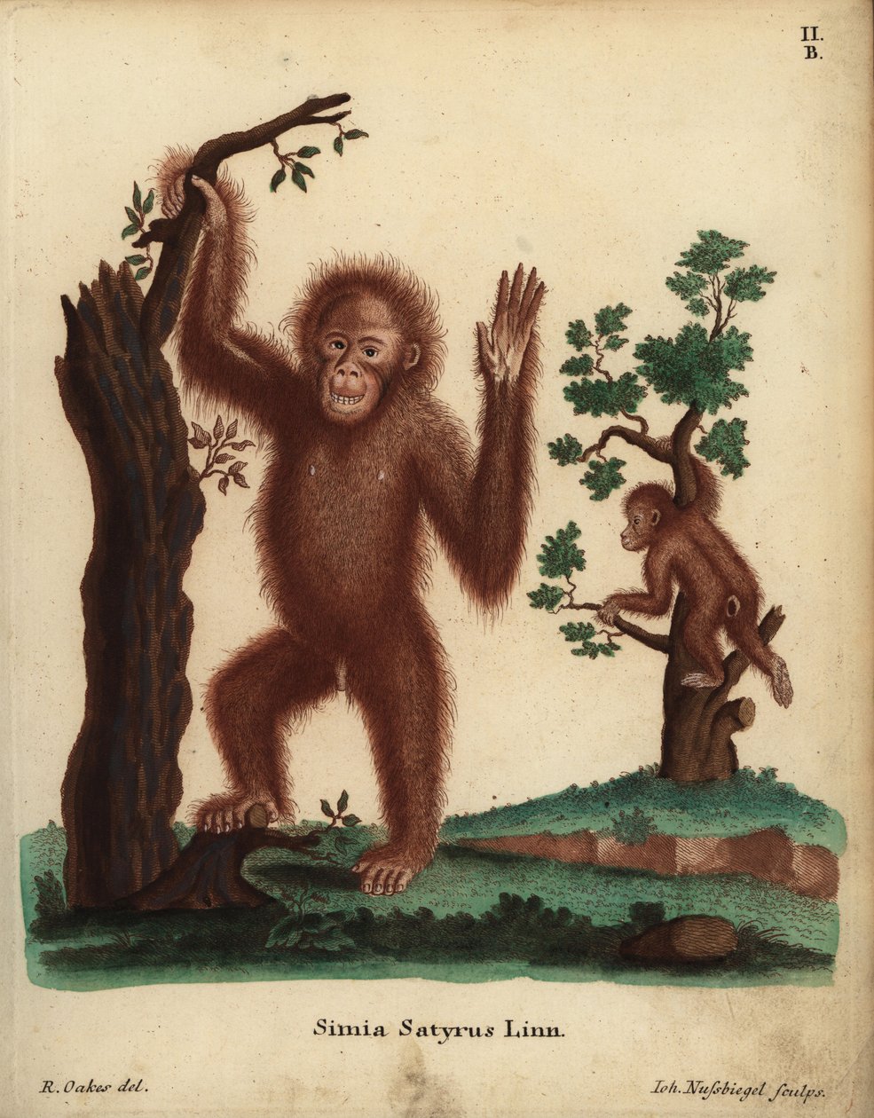 Orang-outan de Sumatra, Pongo abelii. En danger critique. Simia satyrus Linn. Illustration d