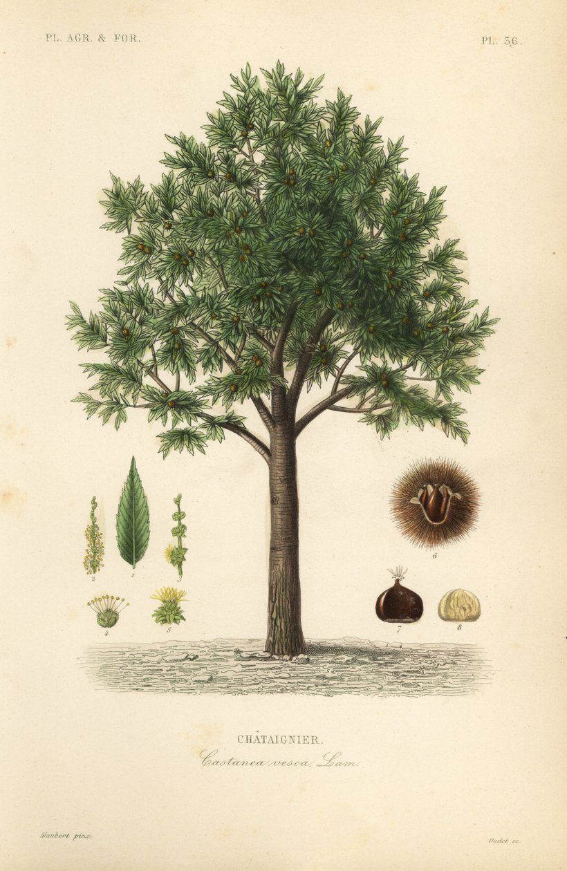 Châtaignier, Castanea sativa - Unbekannt