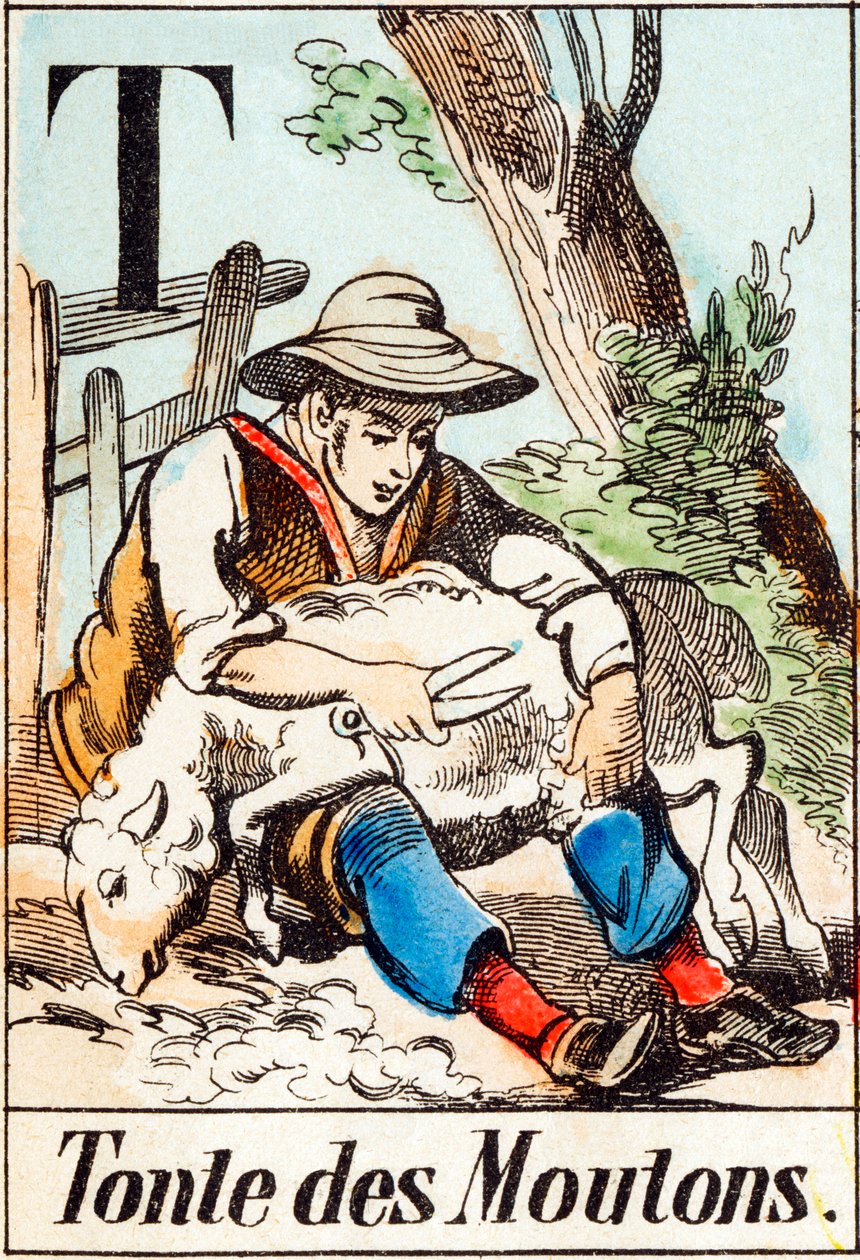 T Tonte des moutons - « Alphabet de la ferme » fin du XIXe siècle (gravure) - Unbekannt