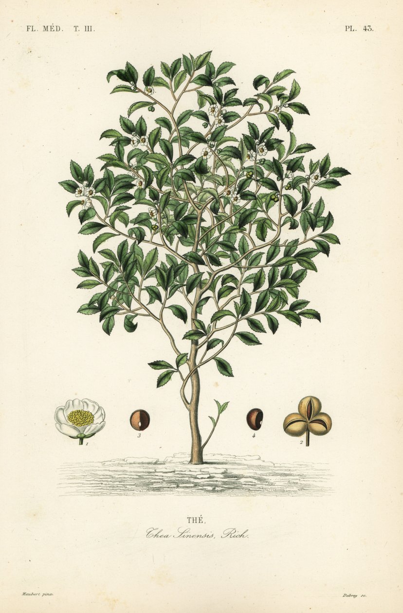 Théier, Camellia sinensis - Unbekannt
