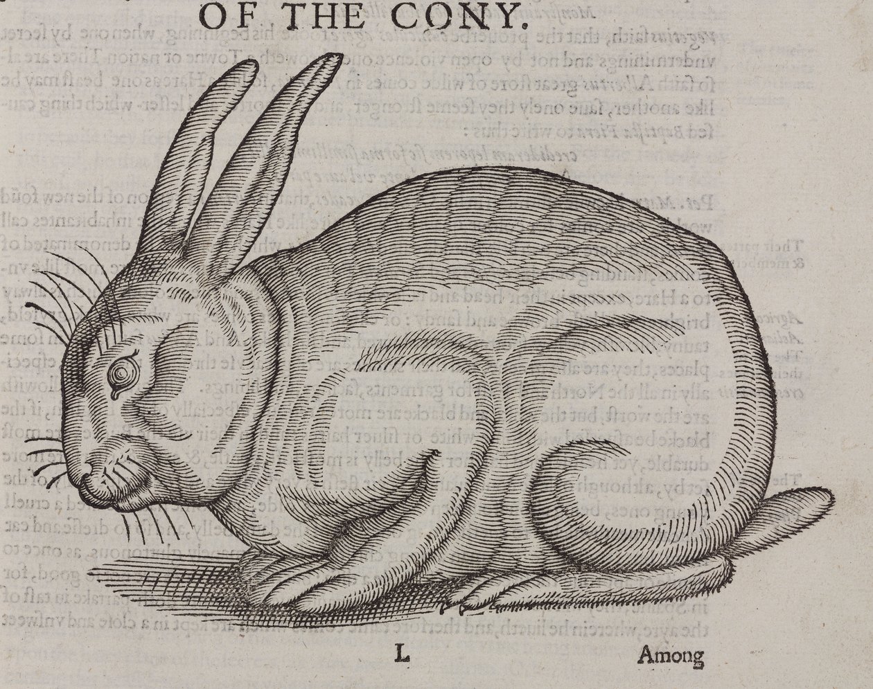 Le Cony - Unbekannt