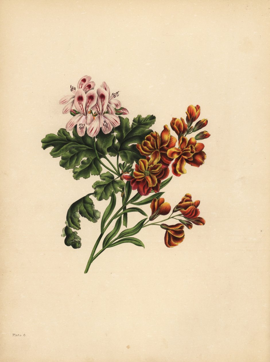 Le géranium d