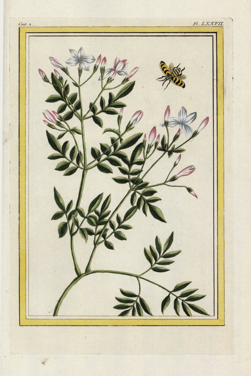 Le Jasmin espagnol. Jasmin espagnol, Jasminum grandiflorum. Gravure à l
