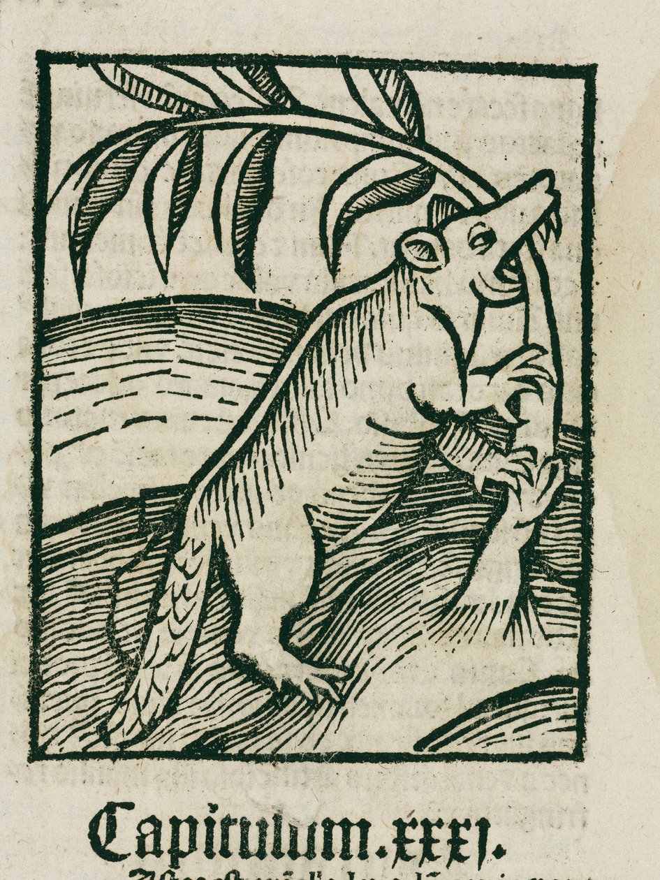 Le castor - Unbekannt