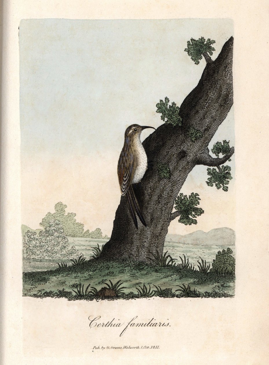 Le grimpeur des bois. Gravure en cuivre colorée par George Graves, dans British Ornithology - Unbekannter Künstler