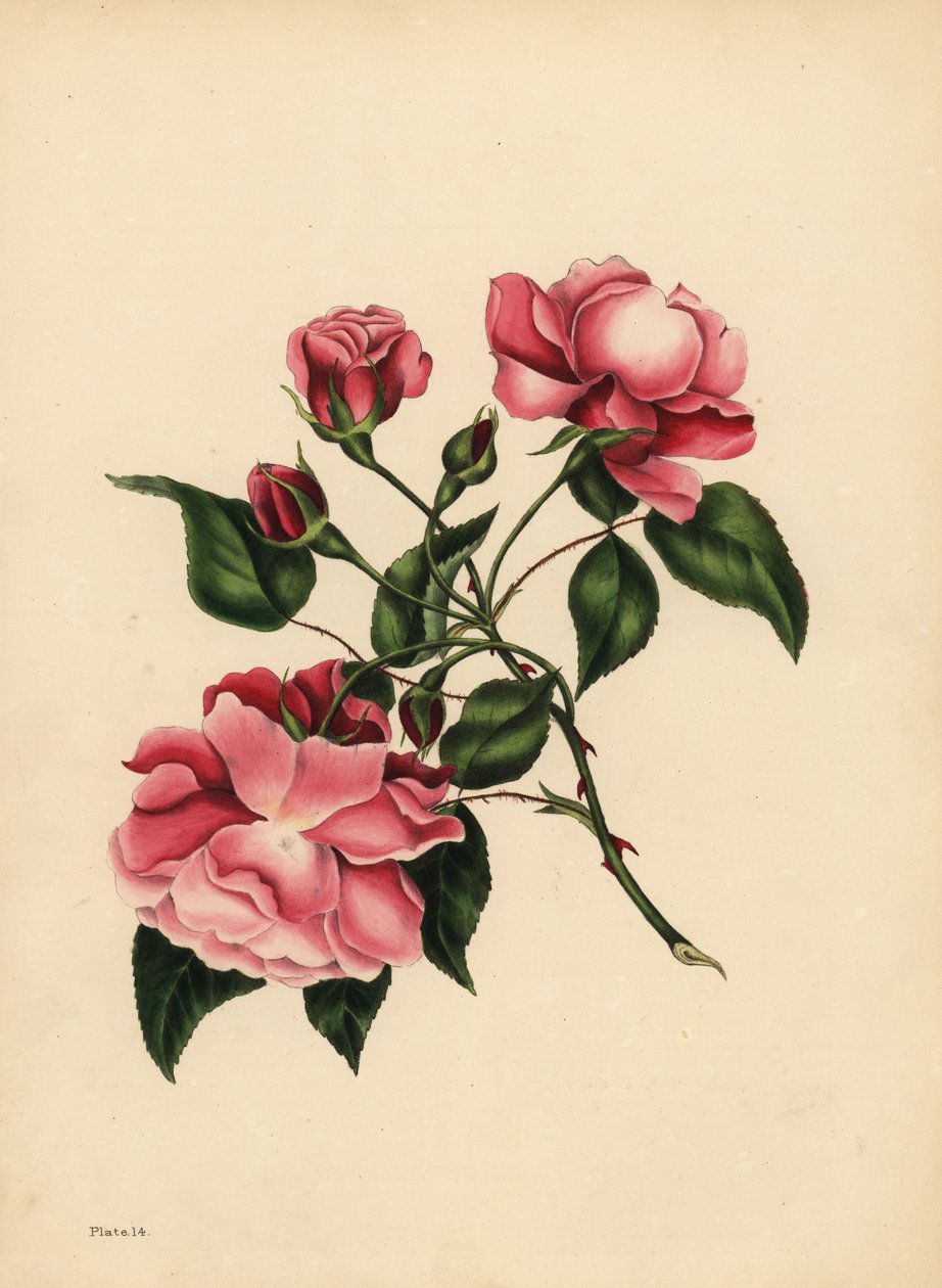 La rose toujours épanouie, Beauté toujours nouvelle - Unbekannt