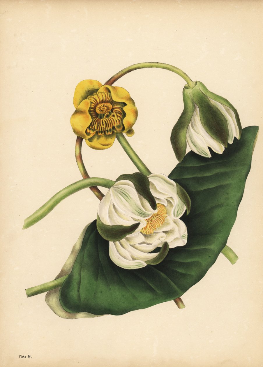 Le nénuphar blanc, Nymphaea odorata, et le nénuphar jaune, Nuphar lutea, Silence - Unbekannt