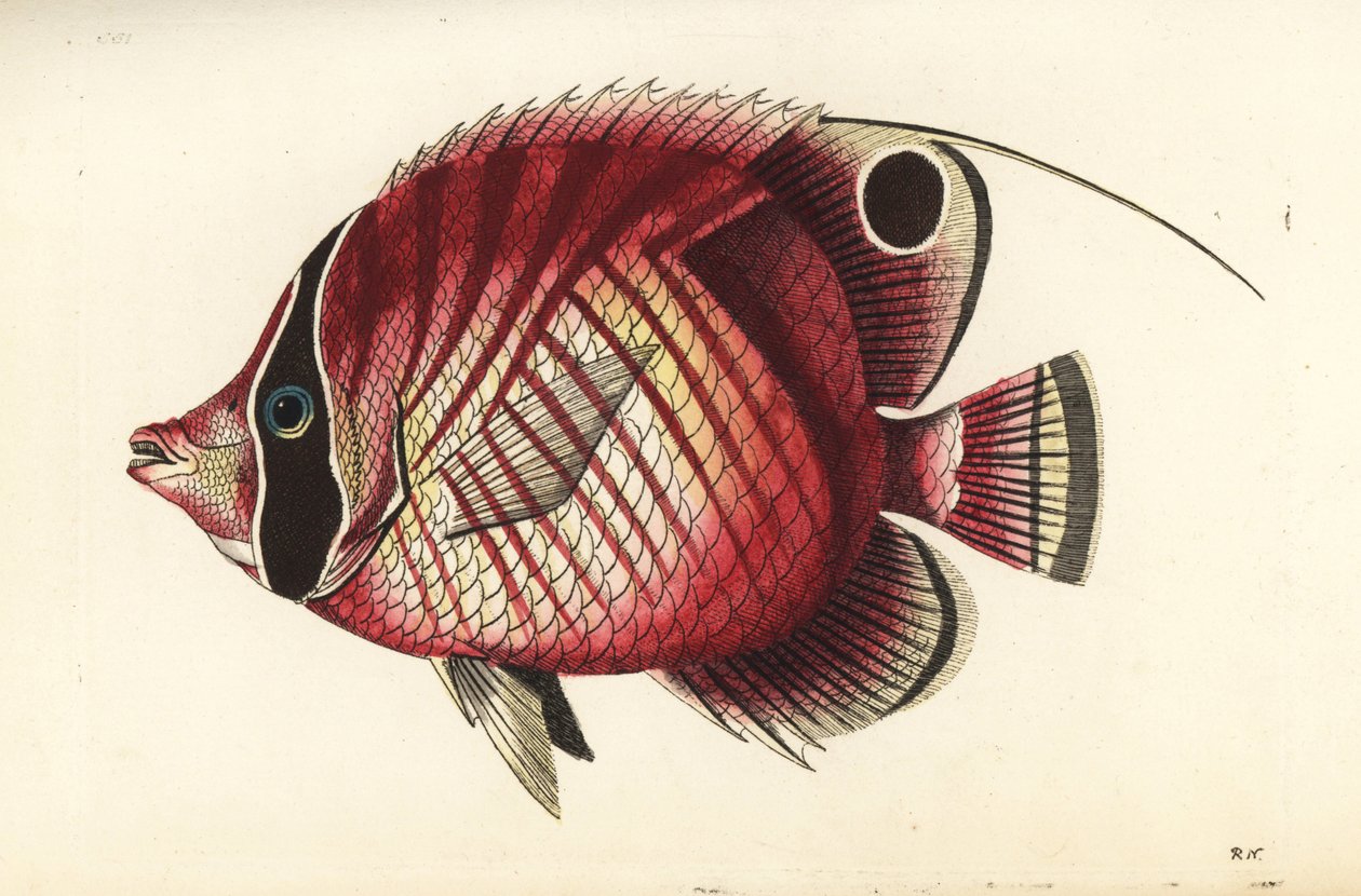 Poisson-papillon à nageoires filamenteuses, Chaetodon auriga - Unbekannter Künstler