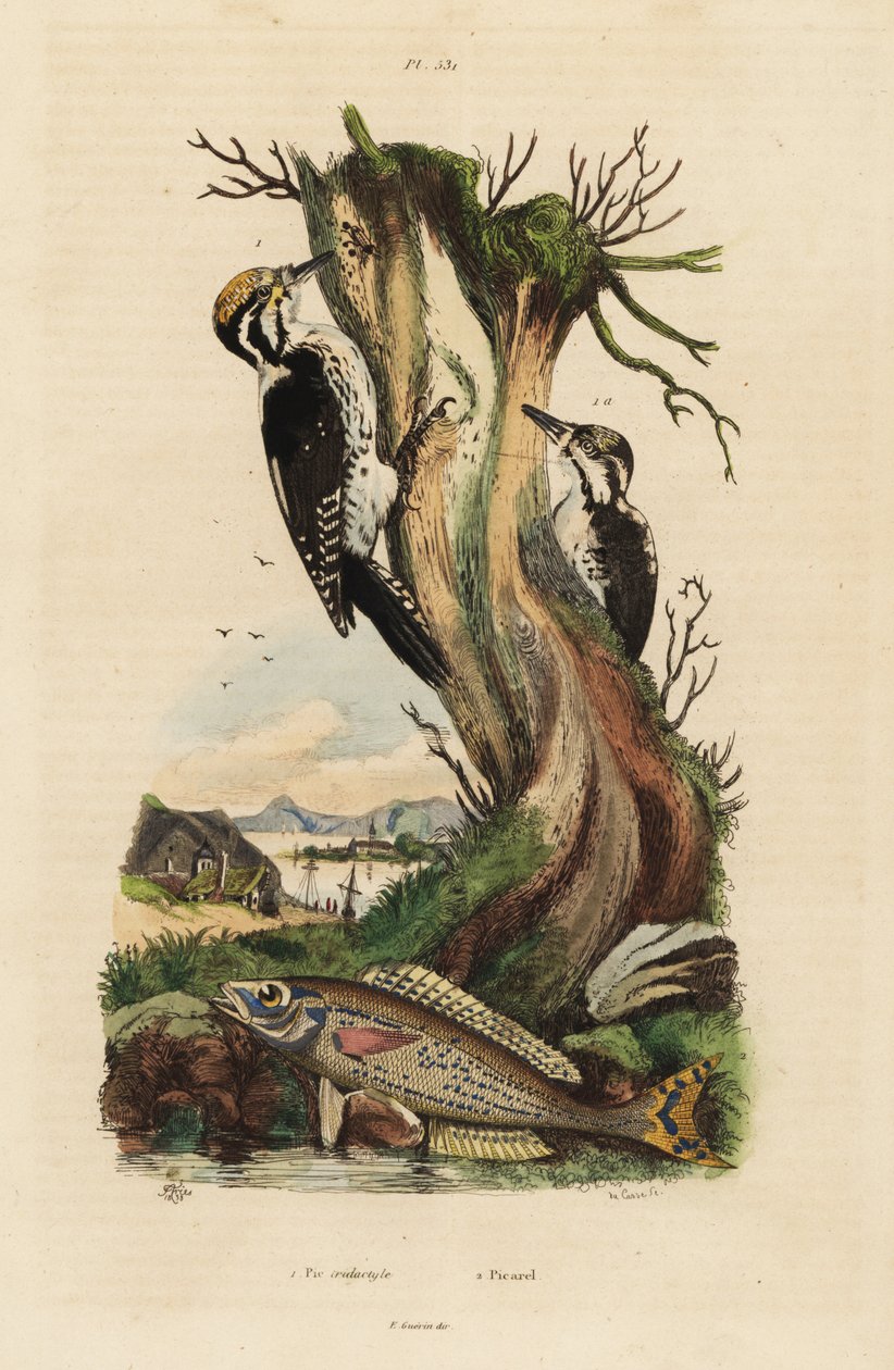 Pic tridactyle, Picoides tridactylus, et picarel, Spicara smaris - Unbekannt