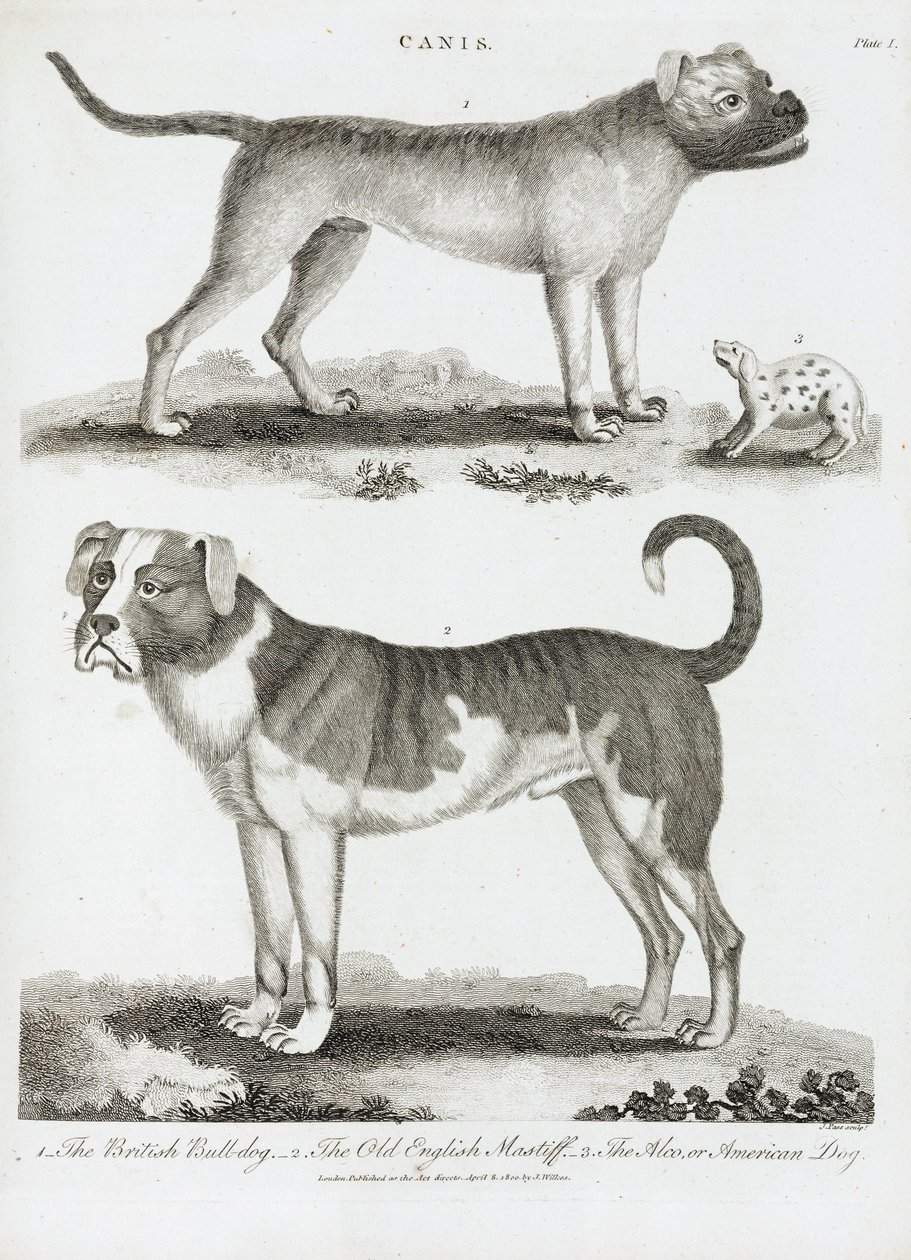 Trois types de chien - Unbekannt