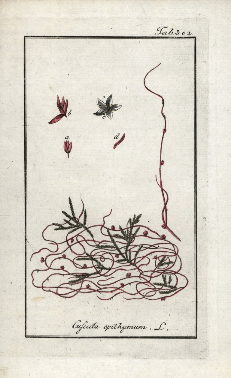 Cuscute du thym ou petite fleur de cuscute (Cuscuta epithymum). Lithographie de « Afbeelding der Artseny-Gewassen » par Johannes Zorn (1739-1799), Pays-Bas - Unbekannter Künstler