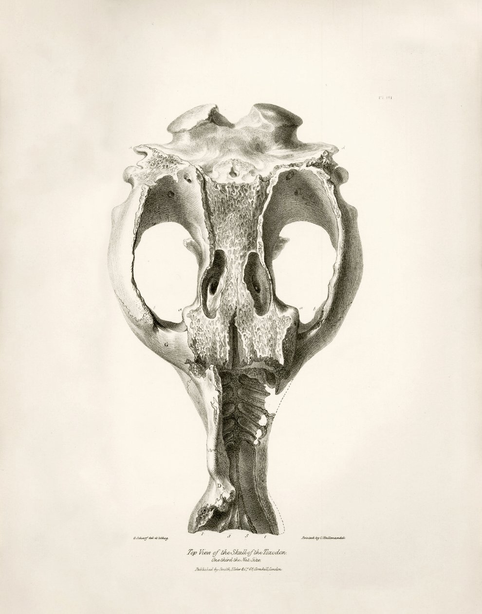 Toxodon Crane, un animal préhistorique trouvé par Charles Darwin près de Montevideo, Uruguay lors de son voyage d