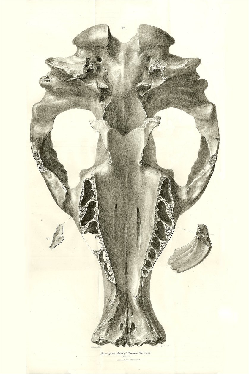 Toxodon Crane, un animal préhistorique trouvé par Charles Darwin près de Montevideo, Uruguay lors de son voyage d