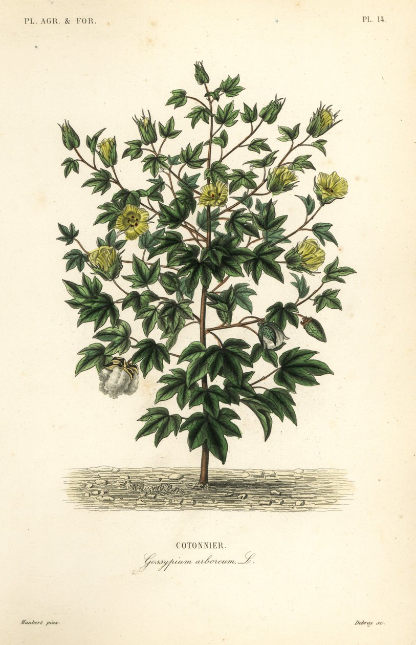 Cotonier en arbre, Gossypium arboreum - Unbekannt