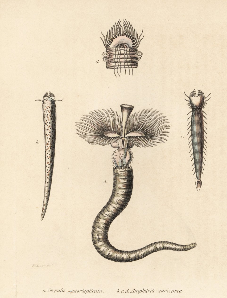 Ver tubicole, Serpula vermicularis (Serpula contortuplicata), et ver éventail, Amphictene auricoma (Amphitrite auricoma). Lithographie en couleur par Gebhart d