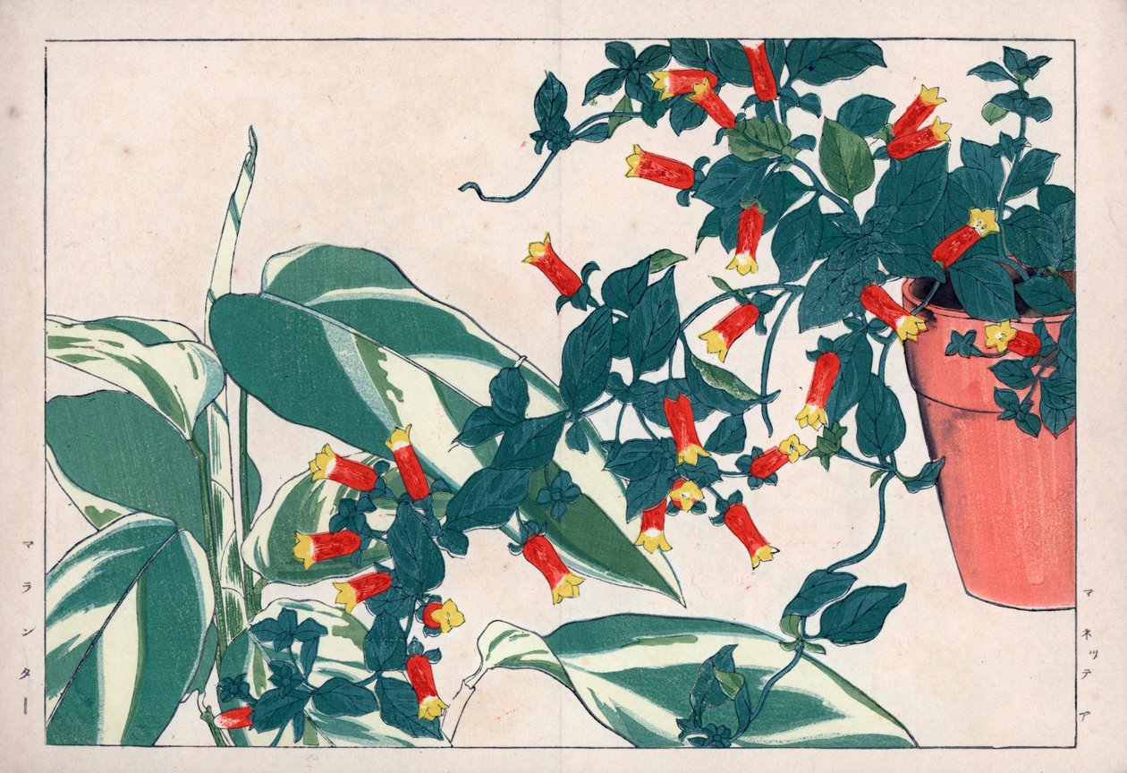 Manettie bicolore en pot et dicadame ou herbe à flèches. Vigne pétard, Manettia bicolor, en pot de fleurs et arrow-root, Maranta arundinacea. Gravure sur bois colorée à la main de l