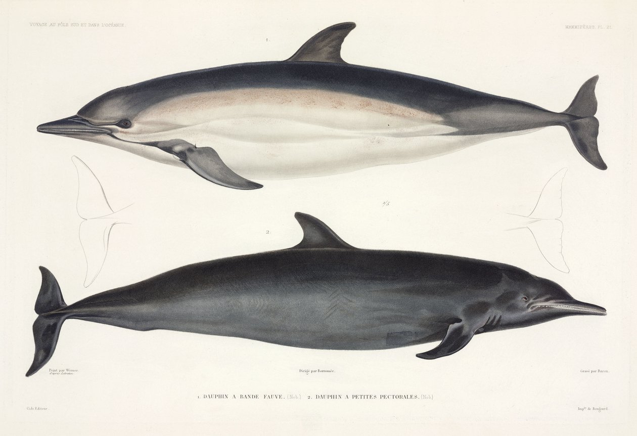 Deux types de dauphins - Unbekannter Künstler