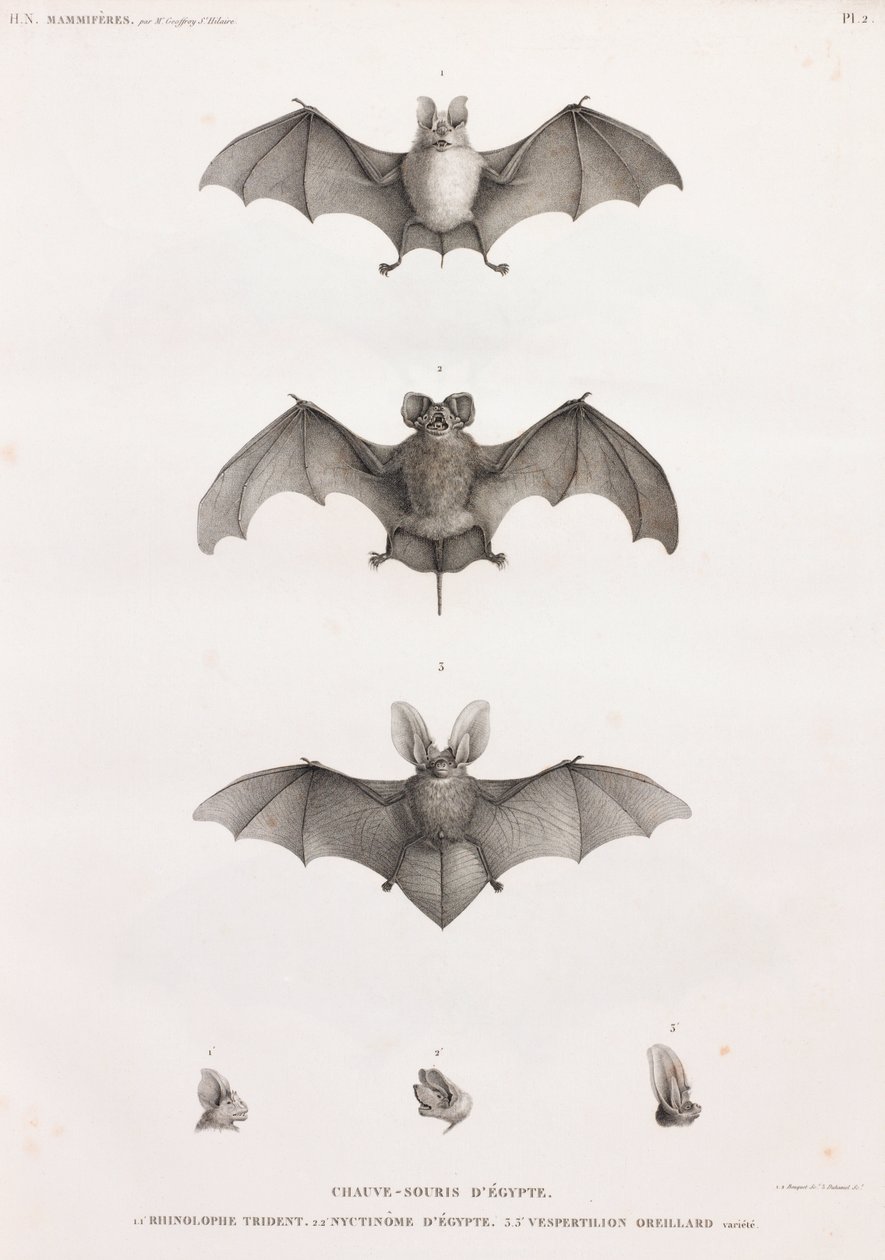 Types de chauves-souris en Égypte - Unbekannt