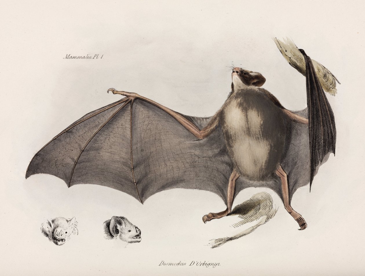 Chauve-souris vampire, Amérique du Sud, vers 1832-1836 - Unbekannter Künstler