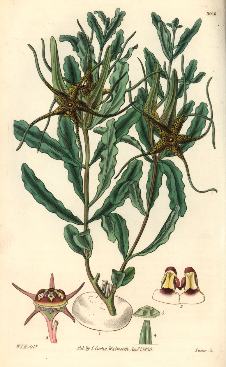 Variété par Brachystelma (Brachystelma crispum) - Illustration de William Jackson Hooper (1785-1865), gravure par Swan, pour le magazine botanique de William Curtis - Unbekannter Künstler