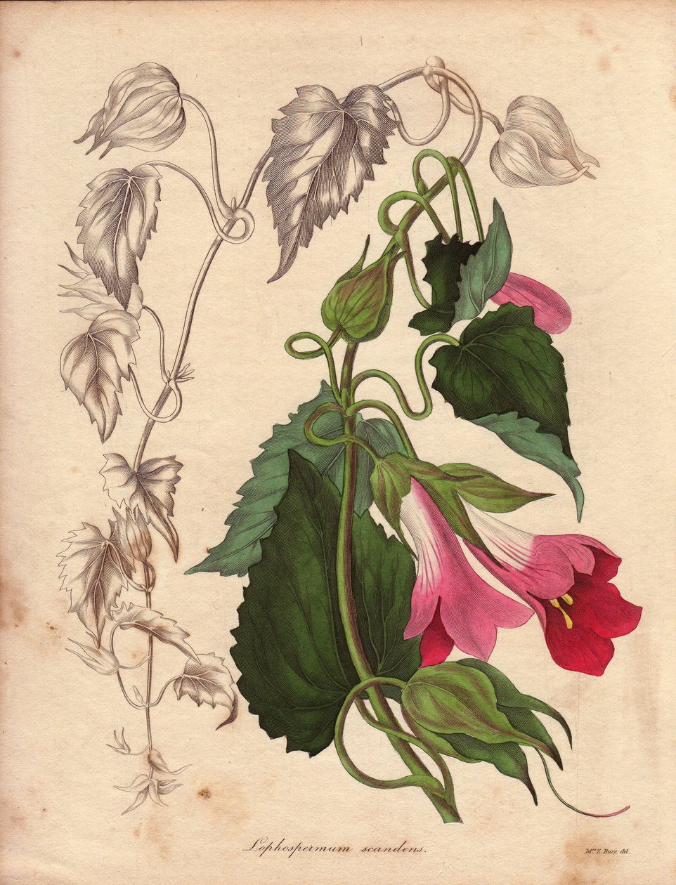 Variété de Lophospermum (L.Scandens), illustration par Augusta Innes Withers, dans The Botanist, série par Benjamin Maund - Unbekannter Künstler