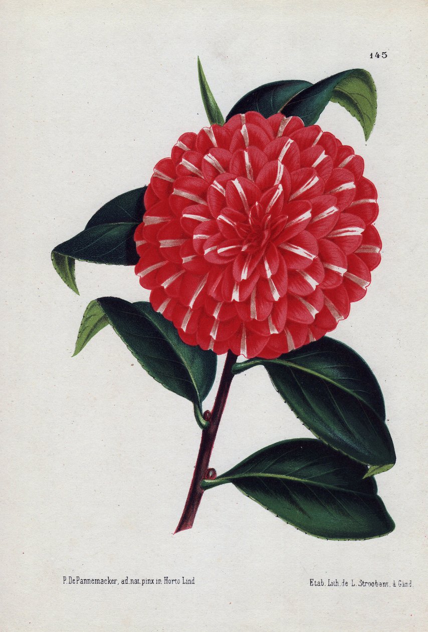Variété de camélias hybrides, appelés Caprioli, avec des fleurs rouges rayées de blanc (Camellia japonica, Thea japonica). Illustration de P. de Pannemaeker, lithographie de L. Stroobant de Gand (Belgique), publiée dans L