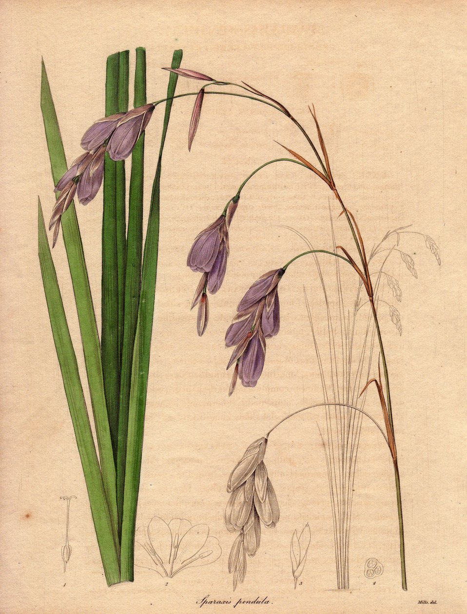 Variété d