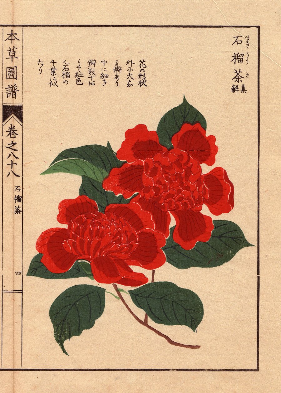 Variétés de camélias japonais (Thea japonica Nois): Sekirousa, avec des fleurs écarlates. Eau forte en couleurs, gravure sur bois par Kanen Iwasaki (1786-1842) botaniste, entomologiste et zoologiste japonais, publiée dans Honzo Zufu, en 1884, un guide illu - Unbekannter Künstler