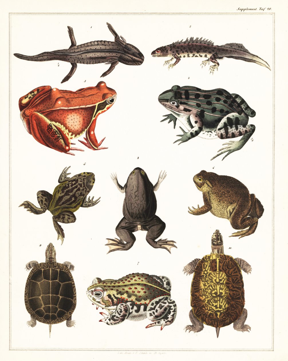 Types D'amphibiens Amphibian | Amphibia Wiki | Fandom