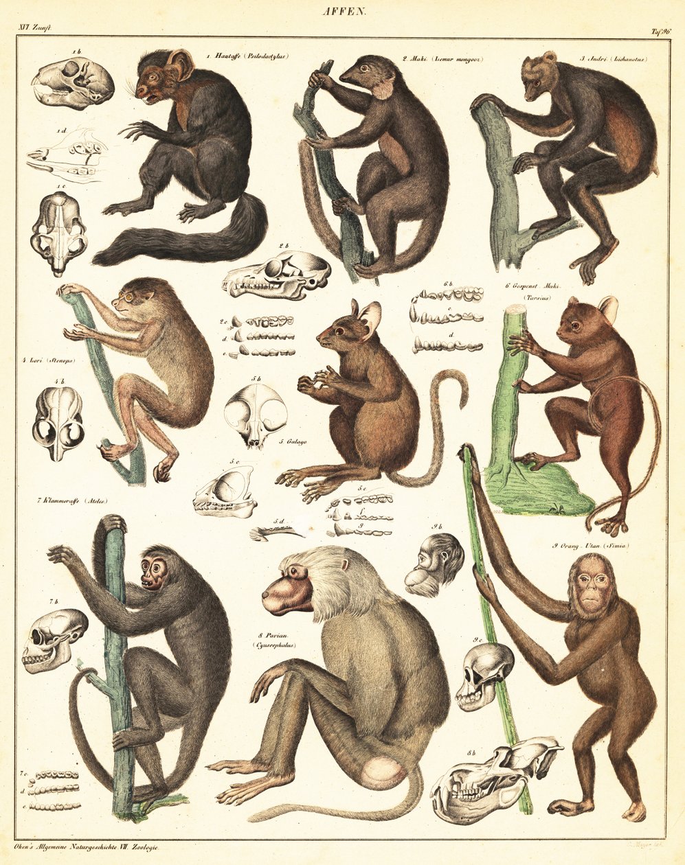 Types De Noms De Singes Homme Et Singe – Points De Convergence Et De