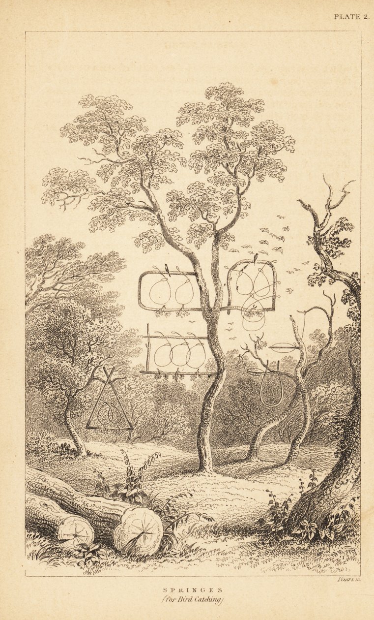 Variétés de pièges à fil pour attraper les oiseaux - Unbekannter Künstler