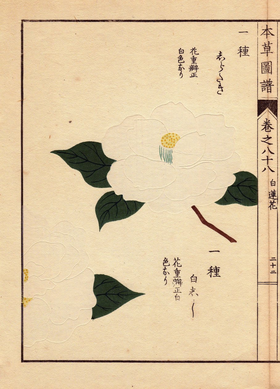 Variété de camélias du Japon (Thea japonica Nois): Shirataki et Shiroshishi, avec des fleurs blanches. Eau forte en couleurs, gravure sur bois par Kanen Iwasaki (1786-1842) botaniste, entomologiste et zoologiste japonais, publiée dans Honzo Zufu, en 1884,  - Unbekannter Künstler