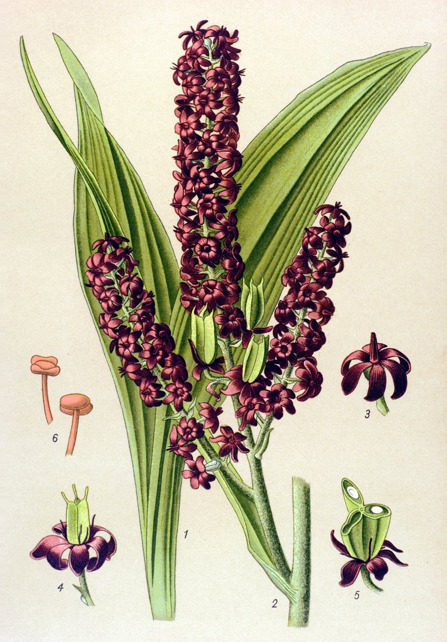 Plante vénéneuse : vératre noir (Veratrum nigrum) - Unbekannter Künstler