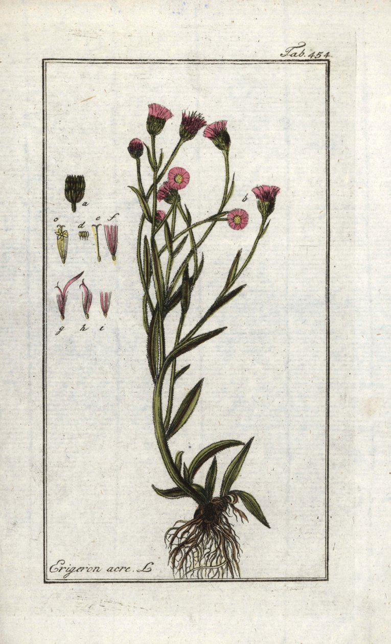 Vergerette âcre (Erigeron acris) - Unbekannter Künstler